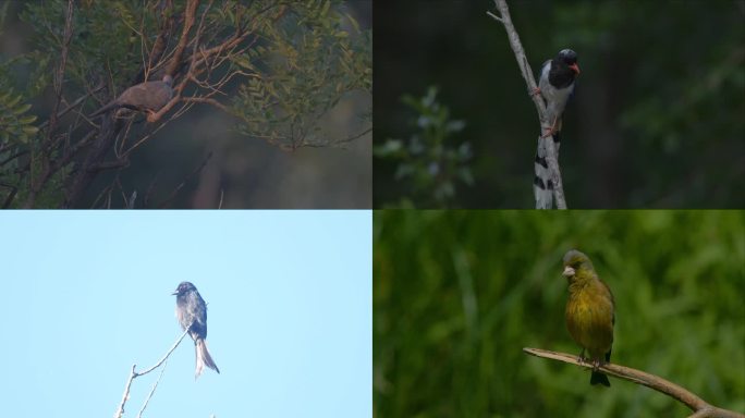 多种鸟儿视频素材