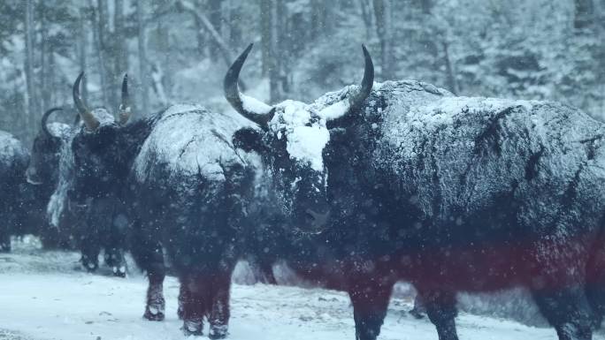 暴雪下牦牛群