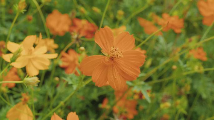 小黄花花海意象镜头