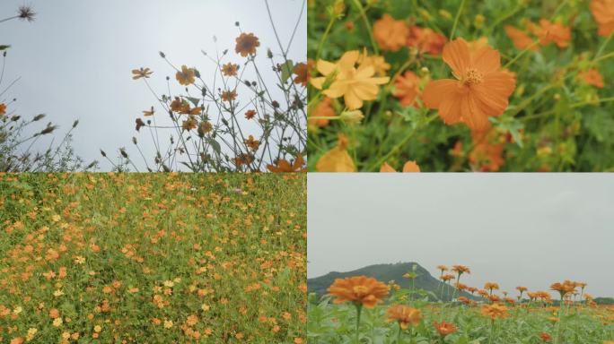 小黄花花海意象镜头