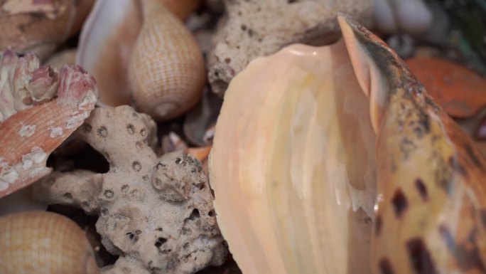 空贝壳特写贝壳化石海洋生物壳软体动物外壳