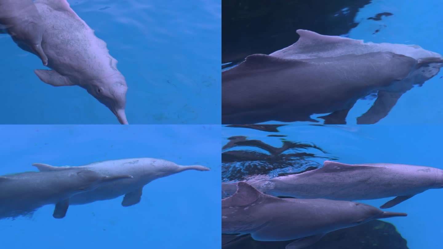 帶著一身粉紅皮膚的中華白海豚（又稱印太洋駝海豚），會利用回聲定位來覓捕獵。但目前中華白海豚與其他動物，正飽受水下噪音汙染之苦。PHOTOGRAPH BY ROLAND SEITRE ...