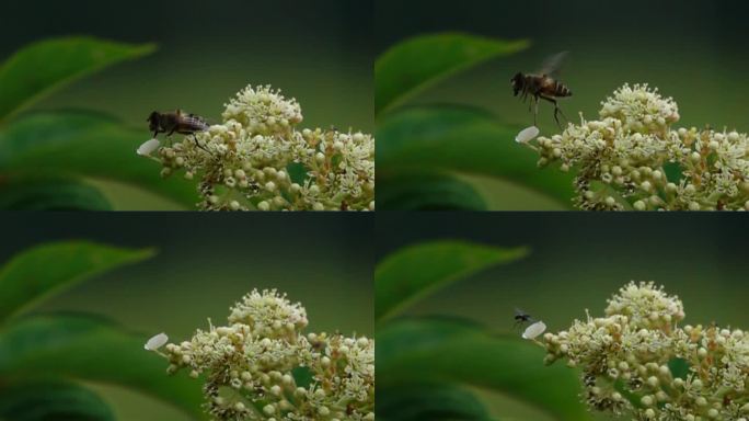 野蜂采花粉未结束突然飞离后面小野蜂补位