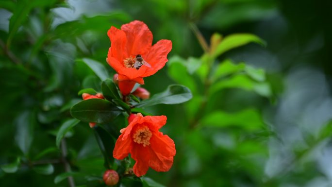 石榴花上的蜜蜂