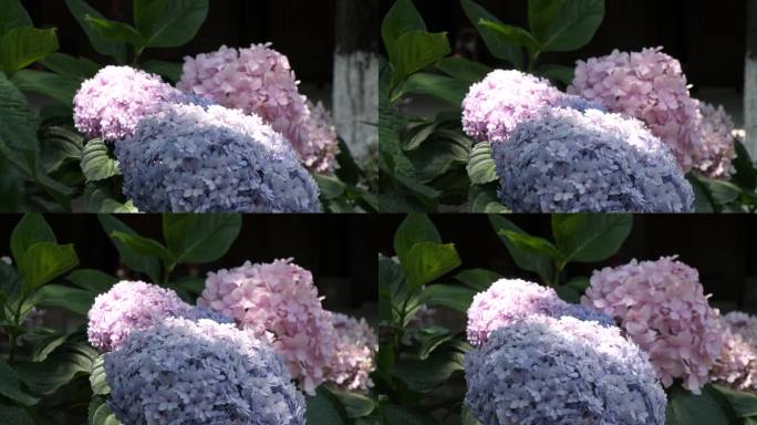 四川省成都市彭州市龙兴禅院龙兴寺绣球花