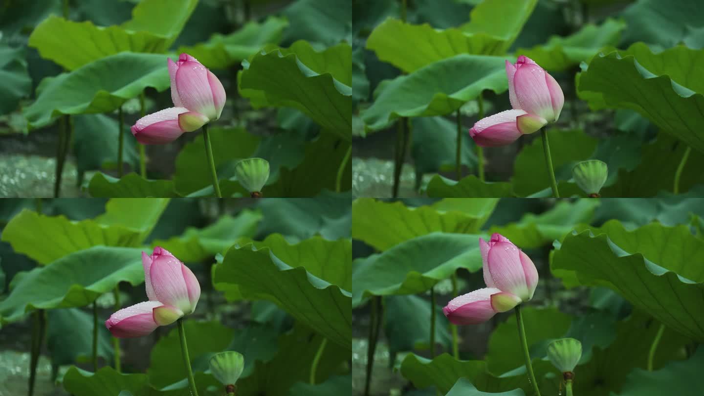 雨中粉红色荷花 红荷花 花朵水珠 并蒂莲