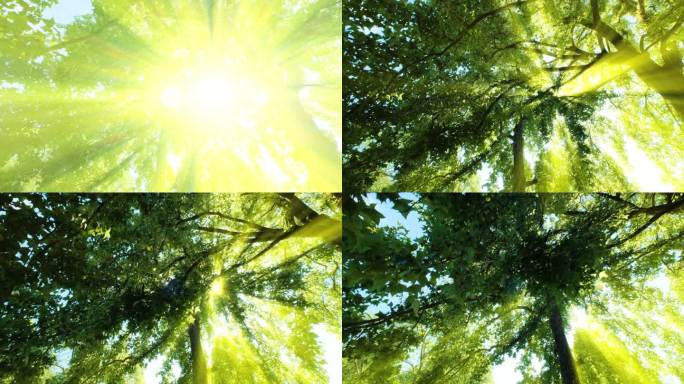 夏天阳光树林森林 光线穿透树叶丁达尔光效