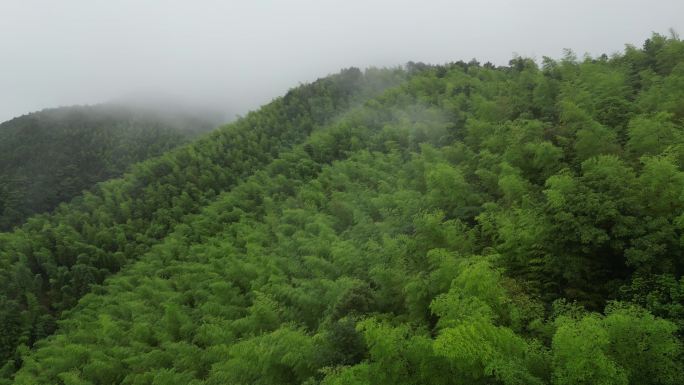 山区俯瞰植被覆盖率  俯拍森林云雾缭绕