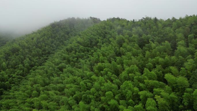 山区俯瞰植被覆盖率  俯拍森林云雾缭绕