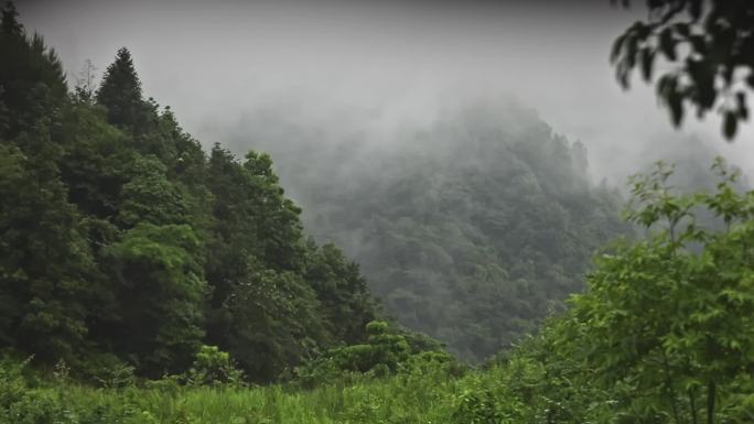 下雨森林雾气树叶滴水