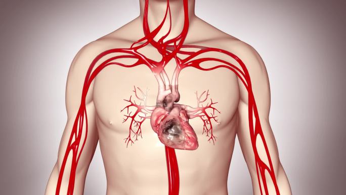 心脏 机理 透明人体 血管