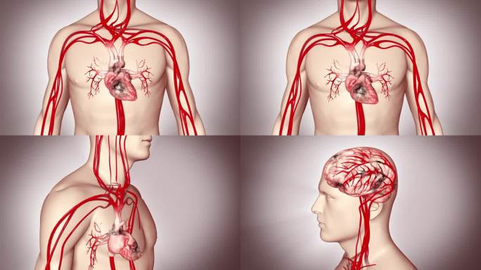 心脏 机理 透明人体 血管