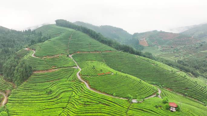 航拍雨后高山茶园