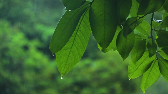 雨中绿植 叶子上的雨滴