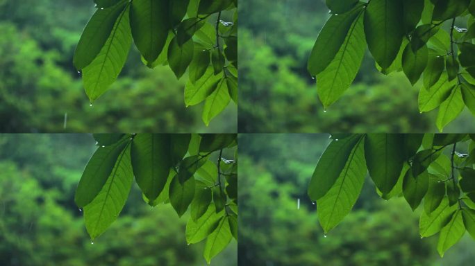 雨中绿植 叶子上的雨滴