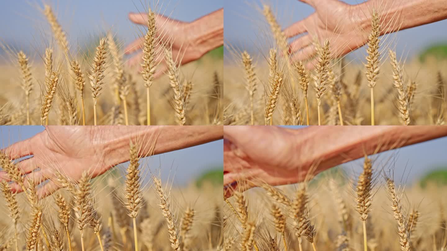 麦子麦田丰收农民手摸麦子