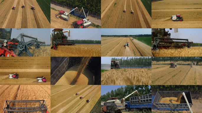 小麦丰收 收割机