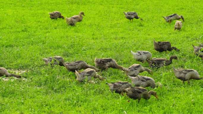 4K拍摄农场草地上觅食的鸭子