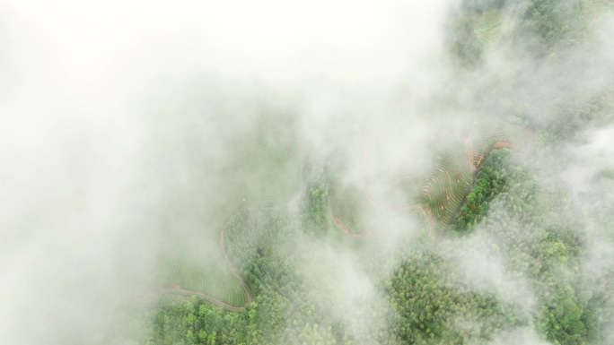 航拍雨后高山茶园