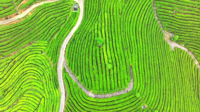 航拍雨后高山茶园