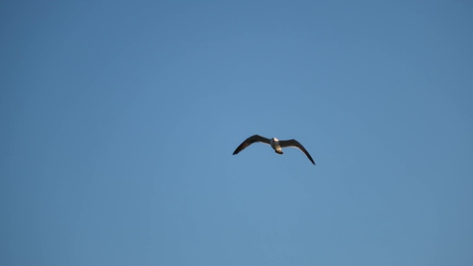 实拍大海海洋海鸥海鸟飞鸟展翅飞行飞翔翱翔