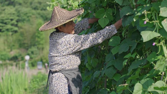 菜地丰收 农村农妇笑脸 摘四季豆