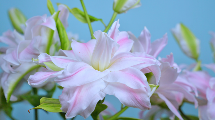 百合花 花 花朵 鲜花