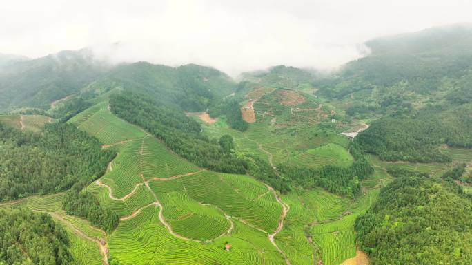 航拍雨后高山茶园