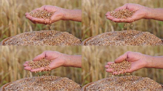 麦子丰收 农民手捧麦子洒落