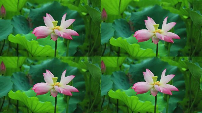 雨中粉红色荷花 红荷花 粉荷花 花朵水珠