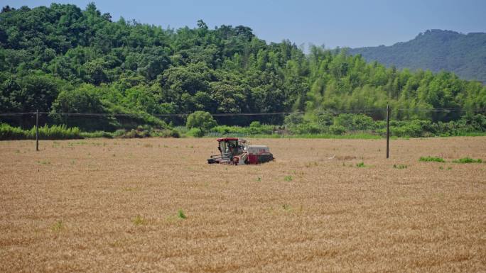 现代化农业 麦子收割机