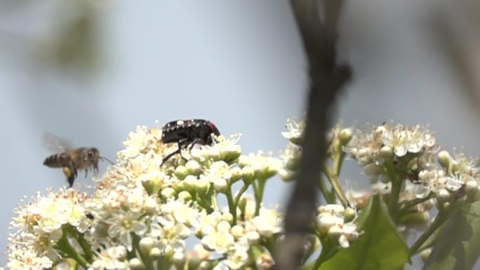 大黄蜂围野花小甲虫绕花丛同时飞行