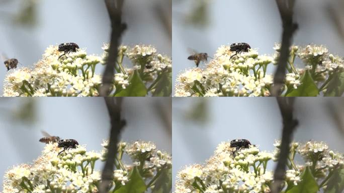 大黄蜂围野花小甲虫绕花丛同时飞行