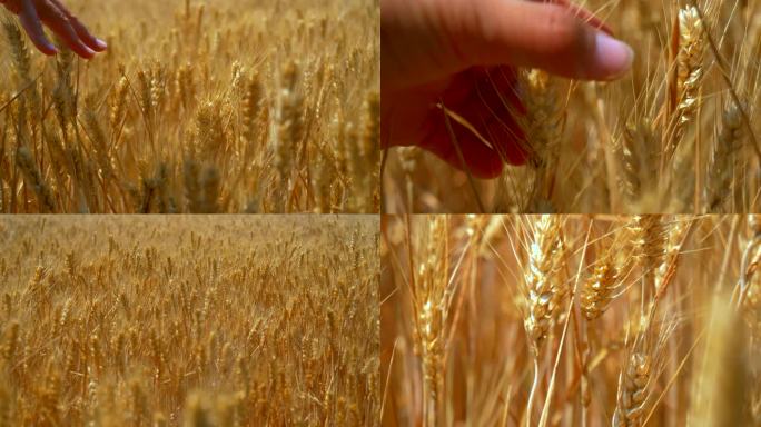 小麦丰收 手摸麦子
