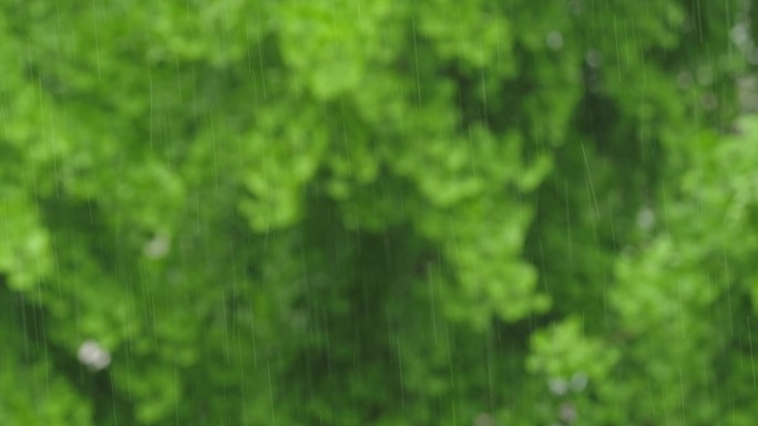 4K拍摄梅雨季节唯美雨景雨珠特写