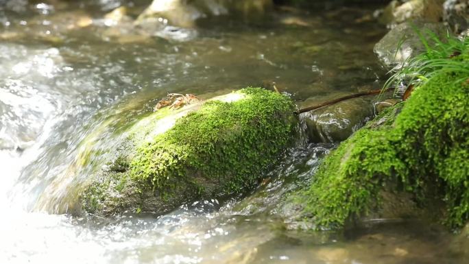 青苔溪水资源环境生态河流洁净山间光影