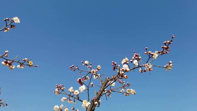蓝天下盛开的白色梅花