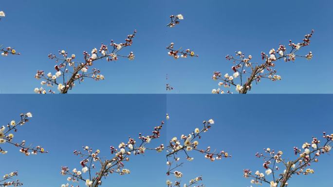 蓝天下盛开的白色梅花