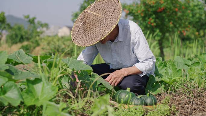 菜地 农村农民笑脸 贝贝南瓜