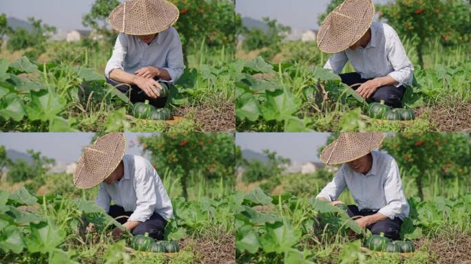 菜地 农村农民笑脸 贝贝南瓜