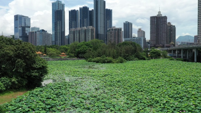 深圳洪湖公园荷花