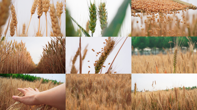 金色麦田风吹麦浪粮食丰收夏粮麦子绿色农业