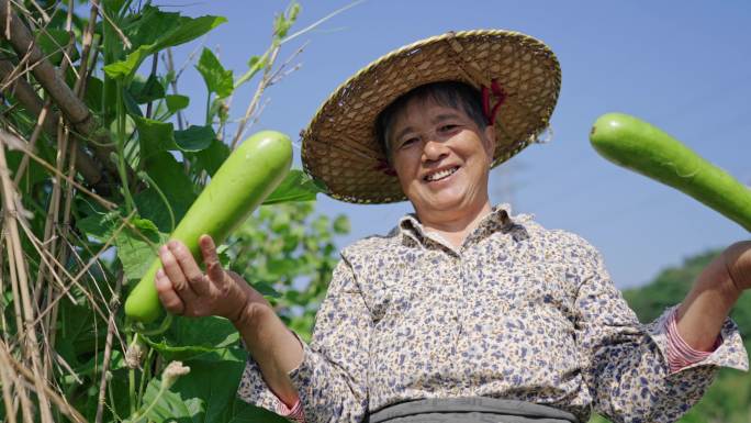 菜地 农村农民笑脸 摘葫芦