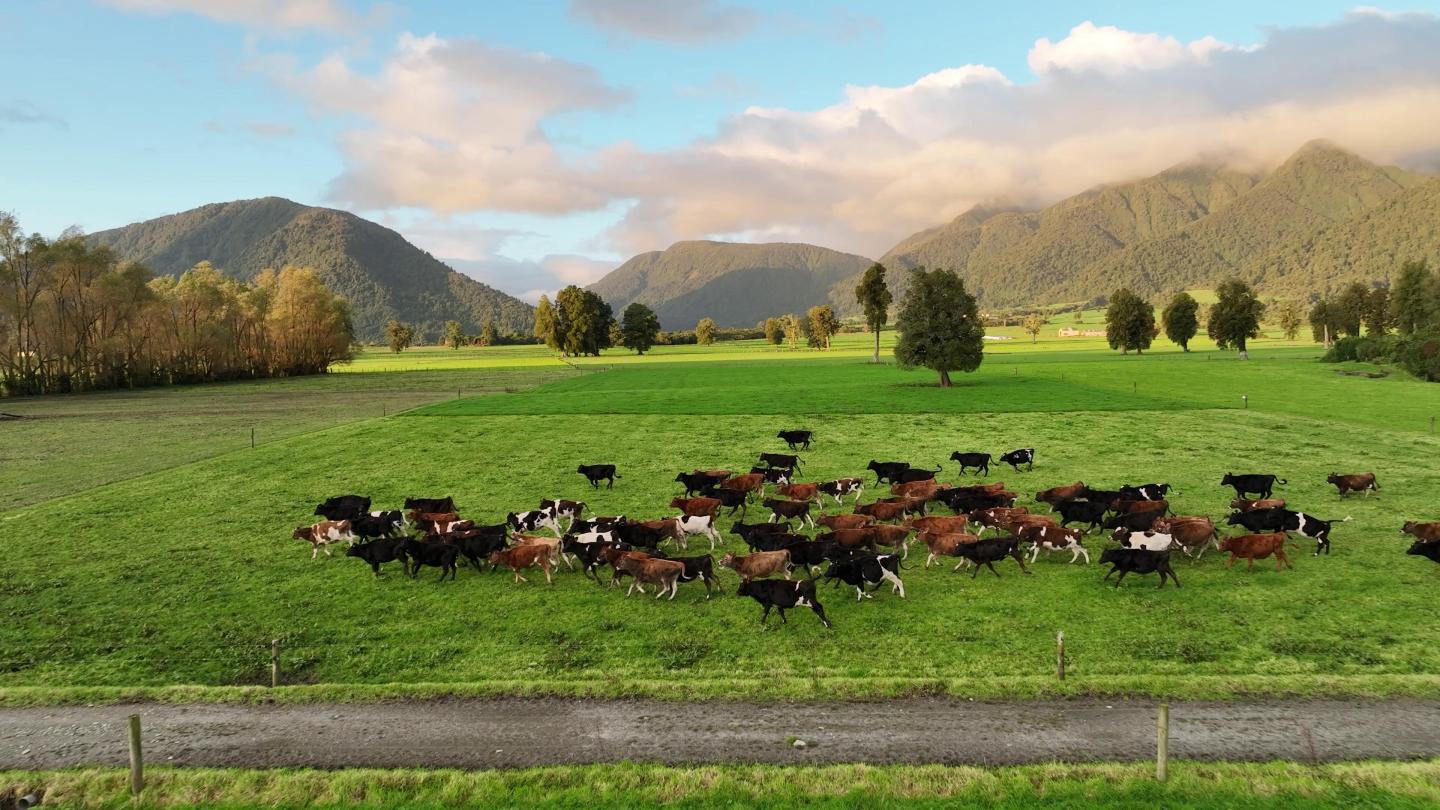 新西兰有机牧场动物奶牛绵羊奔跑4K航拍