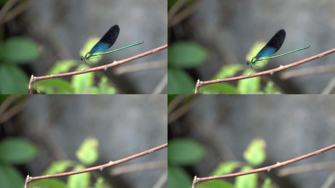 蓝色小蜻蜓从小草棍上起飞清晰慢镜头