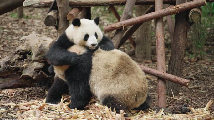 成都熊猫基地两只可爱大熊猫国宝玩耍摔跤