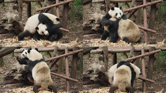 成都熊猫基地两只可爱大熊猫国宝玩耍摔跤
