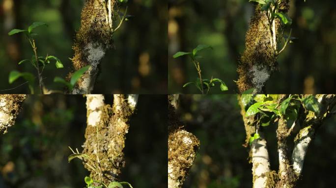 茶山茶树茶叶绿色种植园多角度特写镜头58