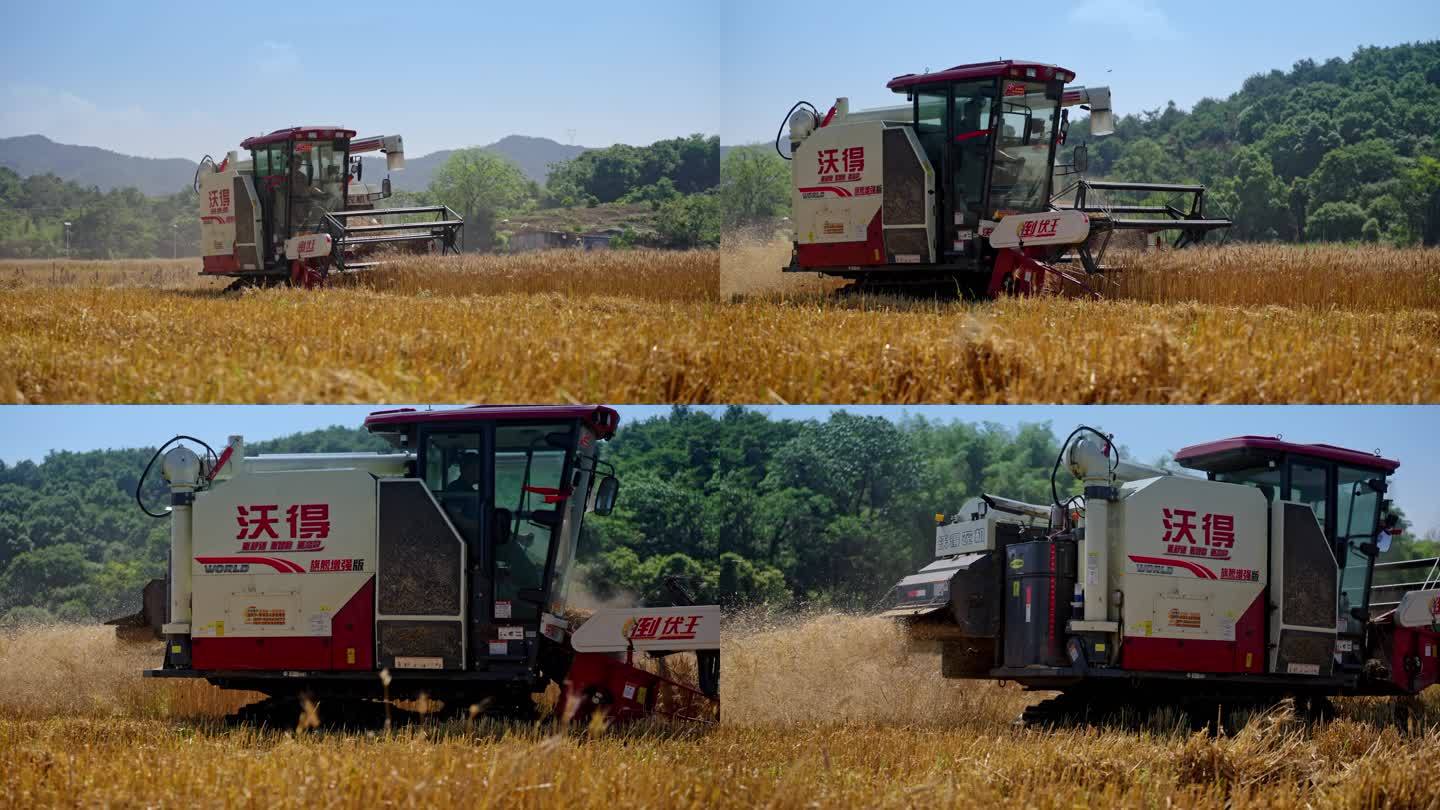 现代化新农村 麦子收割机