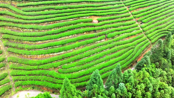 航拍雨后高山茶园